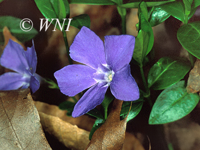 Lesser Periwinkle, Vinca minor